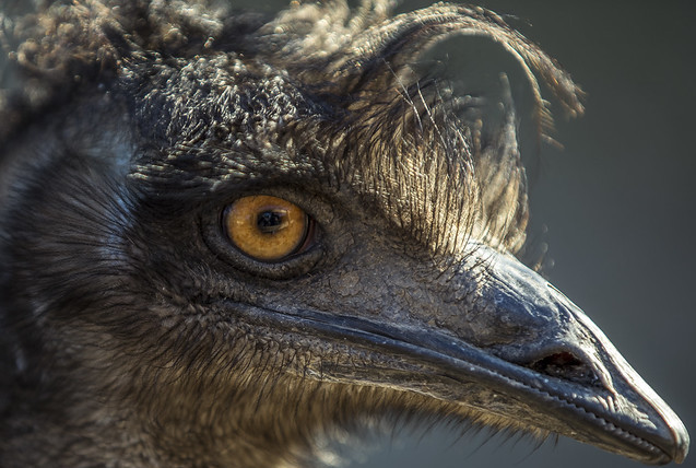 bird at zoo