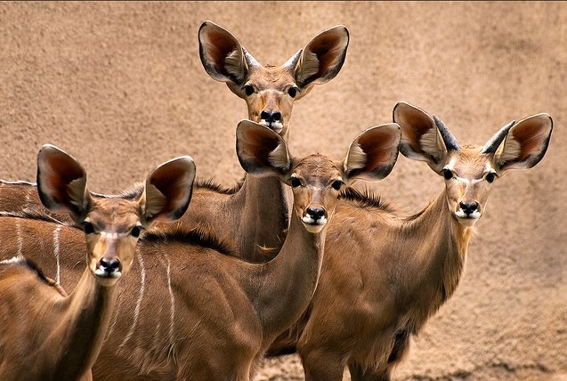 kudus at Gladys Porter Zoo