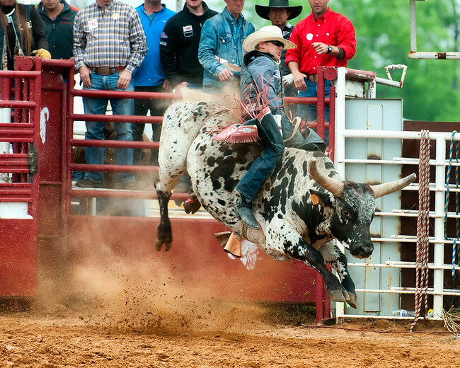 man riding bull at rodeo