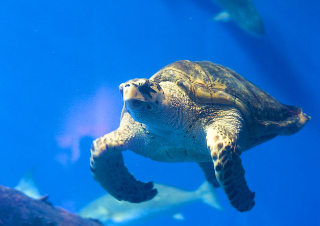 turtle at aquarium