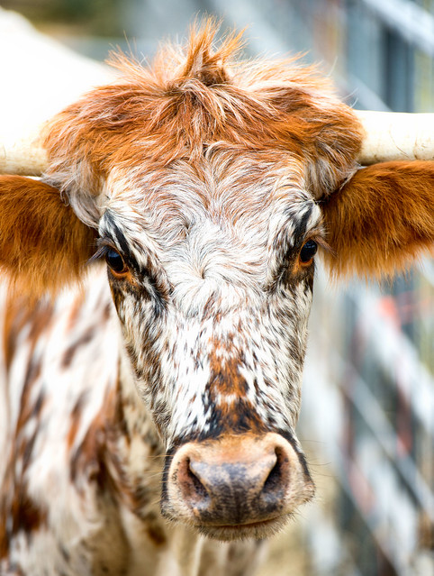 cow at stock show